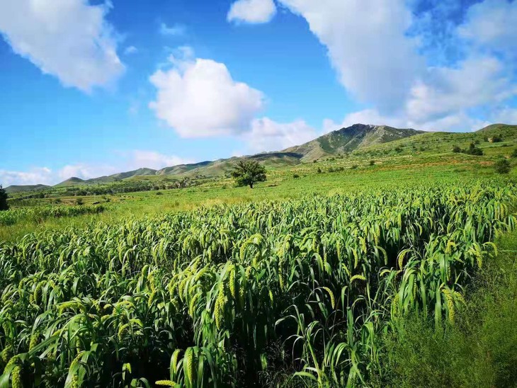 新米有机胚芽黄小米2号沙漠与草原交界处原生态保留胚芽营养港澳台