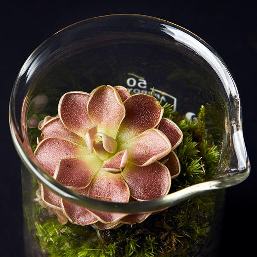 小瓶友·弗洛里捕虫堇【no.061】 - 植治爱好者