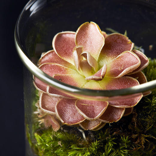 小瓶友·弗洛里捕虫堇【no.061】 - 植治爱好者