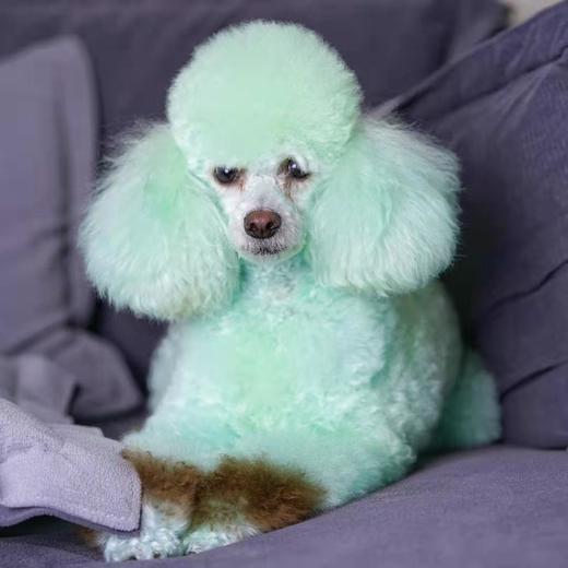 宠物染色香波 500ml OPAWZ小爪印 商品图6