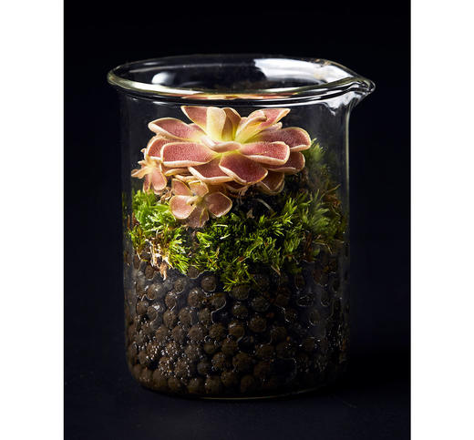 小瓶友·弗洛里捕虫堇【no.061】 - 植治爱好者