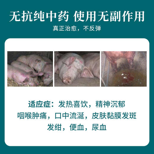 板青颗粒中兽药抗病毒流感蓝耳猪瘟伪狂犬无名高热内热提高免疫力 商品图1