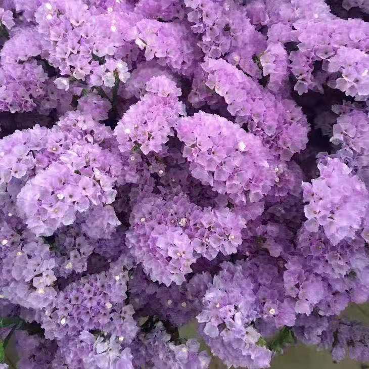 勿忘我浅紫1公斤