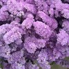 勿忘我浅紫1公斤 商品缩略图0