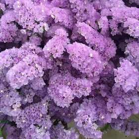 勿忘我浅紫1公斤