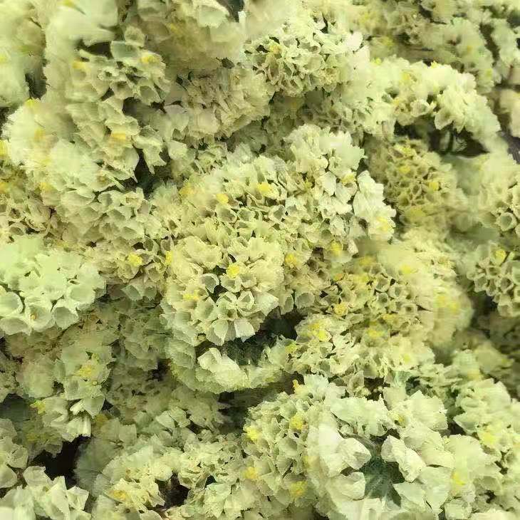 勿忘我黄色1公斤