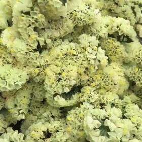 勿忘我黄色1公斤