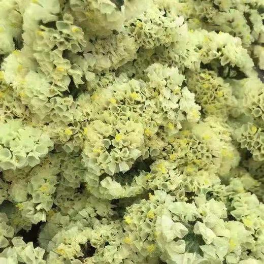 勿忘我黄色1公斤 商品图0