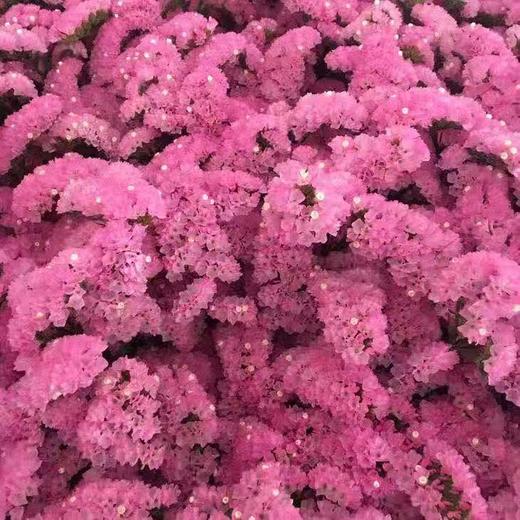 勿忘我粉色1公斤 商品图0