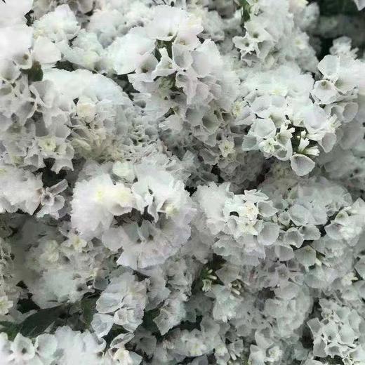 勿忘我 白色1公斤 商品图0