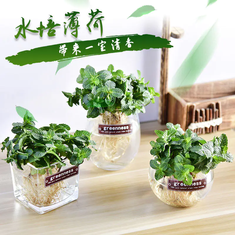 薄荷盆栽苗 水培植物室内桌面可食用驱蚊香草驱蚊办公室水养