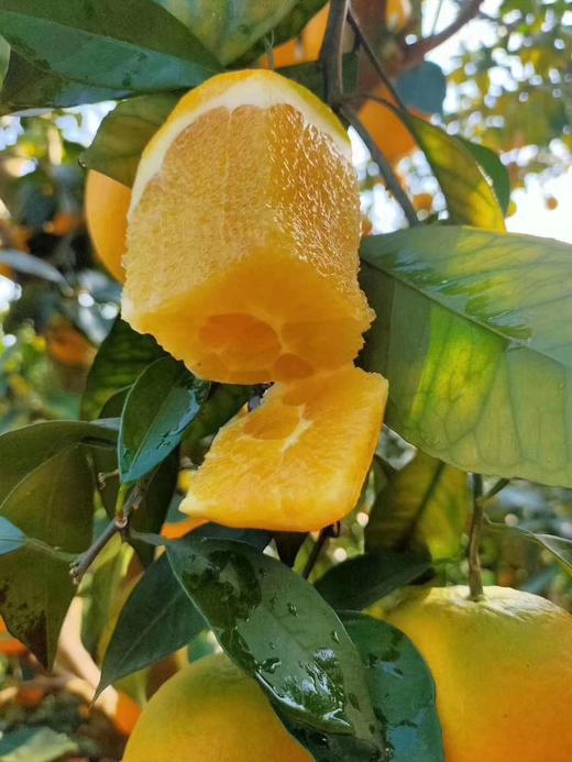 2025年正宗赣南赣橙 按规格分类精品果 中通圆通包邮，个别区域补快递差价 商品图3