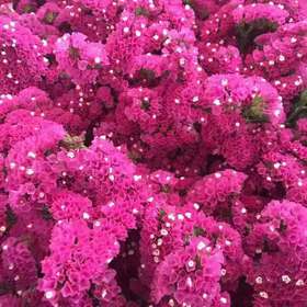 勿忘我桃红1公斤斤