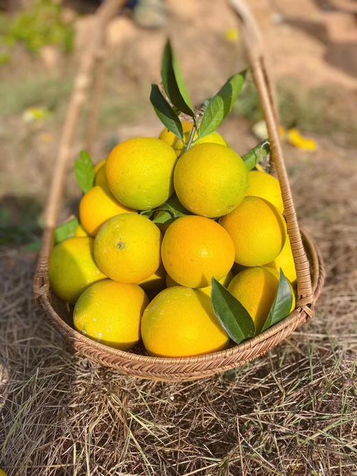 2025年正宗赣南赣橙 按规格分类精品果 中通圆通包邮，个别区域补快递差价 商品图1