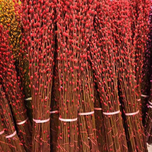 切支.银柳-100枝/扎 商品图1