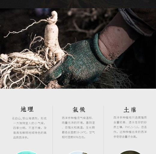 己已巳 长白山西洋参片50g/罐JPY带授权招加盟代理 商品图8
