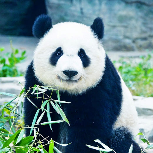 【成都】看超萌的大熊猫，三星堆、都江堰，全程旅拍！ 商品图0