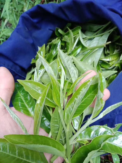 【2024天门山】天门山高杆古树，比肩薄荷塘！易武新贵！ 商品图7