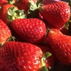 空运丹东草莓🍓新鲜采摘炒鸡好吃，甜甜的香香的，草莓味道很棒。 商品缩略图4