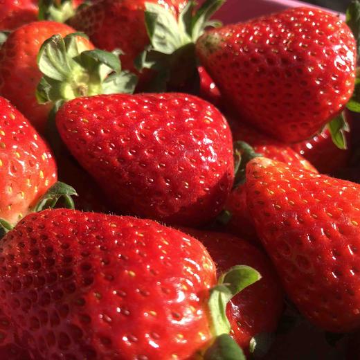 空运丹东草莓🍓新鲜采摘炒鸡好吃，甜甜的香香的，草莓味道很棒。 商品图4