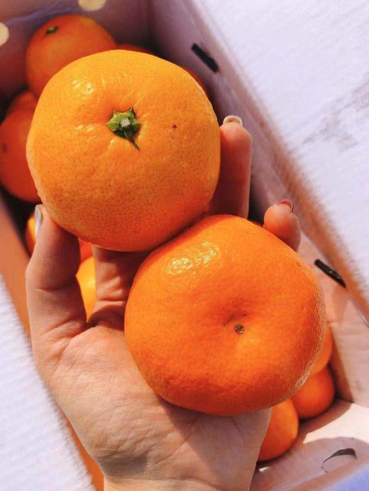 秒杀【涌泉蜜桔】天下一奇，吃橘带皮，果皮细薄，肉质脆嫩，汁多化渣 商品图4