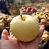 山东黄金奶油富士苹果烟‎台苹果珍‎稀品‎种当季新鲜水果4.5-5斤装包邮 商品缩略图8