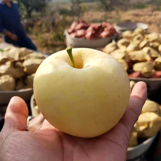 山东黄金奶油富士苹果烟‎台苹果珍‎稀品‎种当季新鲜水果4.5-5斤装包邮 商品图8