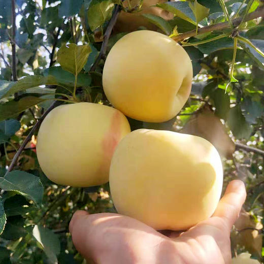 山东黄金奶油富士苹果烟‎台苹果珍‎稀品‎种当季新鲜水果4.5-5斤装包邮 商品图2