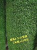 绿植草皮 青草 商品缩略图7