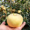 山东黄金奶油富士苹果烟‎台苹果珍‎稀品‎种当季新鲜水果4.5-5斤装包邮 商品缩略图1