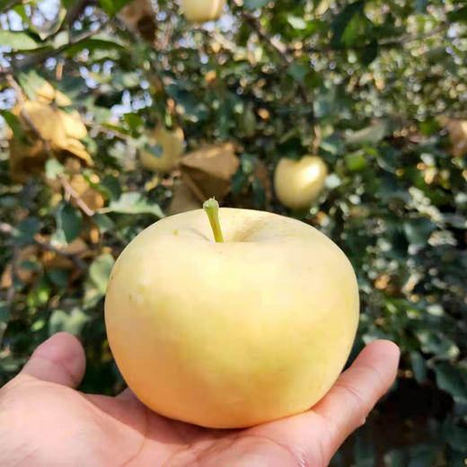 山东黄金奶油富士苹果烟‎台苹果珍‎稀品‎种当季新鲜水果4.5-5斤装包邮 商品图1