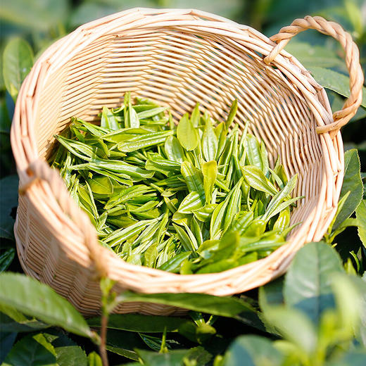 川红 茉莉花茶 林湖飘雪四川浓香型小袋100g 商品图3