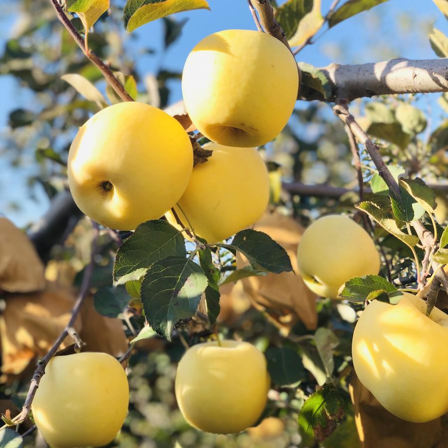 【金雪果】晚摘50天 透骨的清甜香脆 黄金苹果 5斤9颗装礼盒