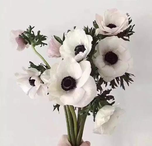 银莲花秋牡丹随机配色