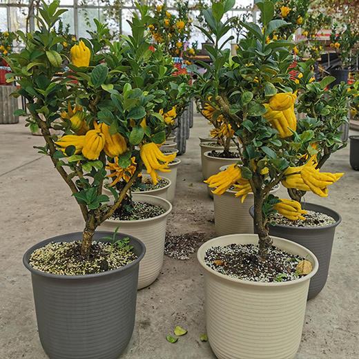 金华佛手又飘香福寿相伴第5年锦林佛手精心出品