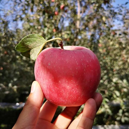 新疆阿克苏冰糖心苹果中果大果新鲜水果脆甜多汁8-9斤装 商品图1