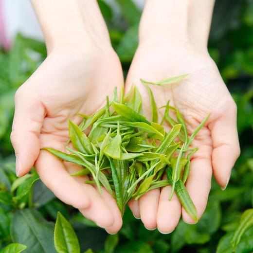 川红 茉莉花茶 林湖飘雪四川浓香型小袋100g 商品图8