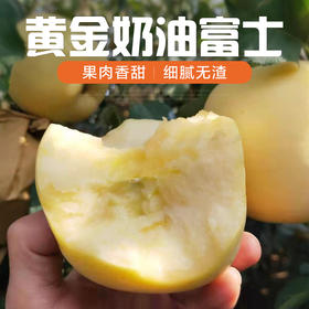 山东黄金奶油富士苹果烟‎台苹果珍‎稀品‎种当季新鲜水果4.5-5斤装包邮