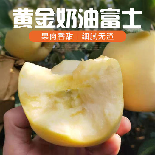山东黄金奶油富士苹果烟‎台苹果珍‎稀品‎种当季新鲜水果4.5-5斤装包邮 商品图0