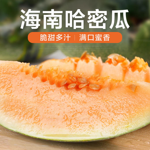 海南哈密‎瓜新鲜当季水果脆甜网纹蜜瓜原产地直发5-6斤、9-10斤装 商品图0