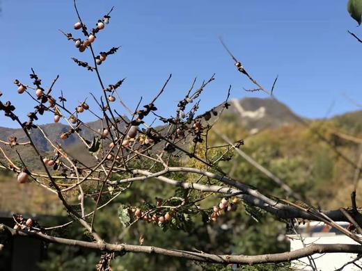 2025年长城野岭日晒自然风干  黑枣 商品图4