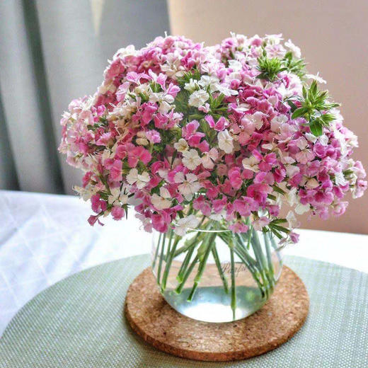 【周四秒杀】多头相思梅一把39.8元 商品图3