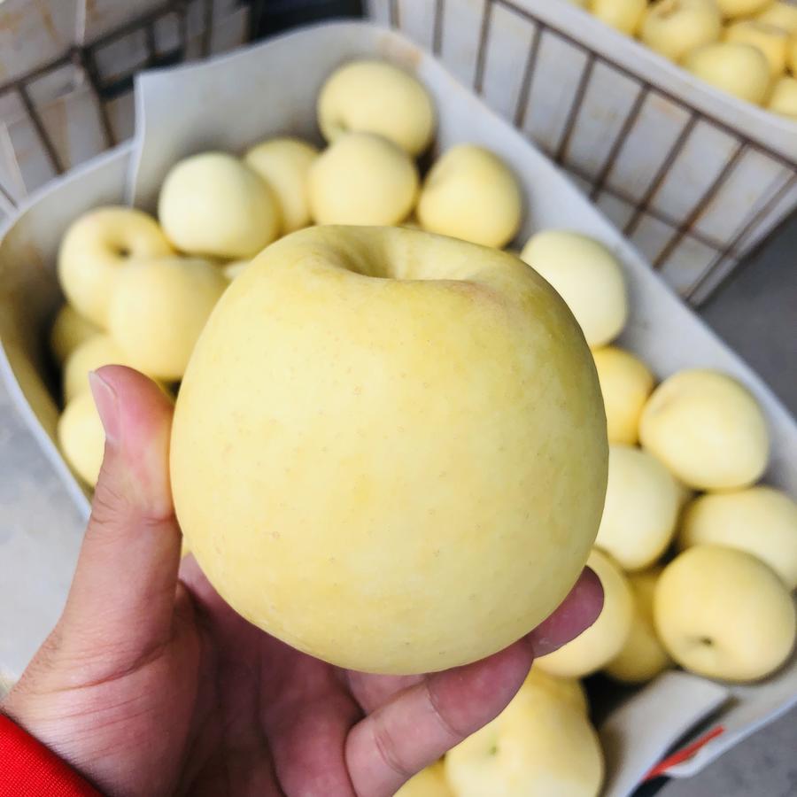 【金雪果】晚摘50天 透骨的清甜香脆 黄金苹果 5斤9颗装礼盒