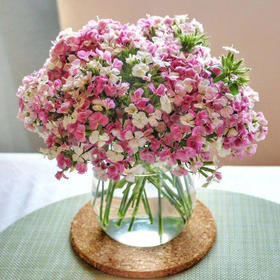 【周四秒杀】多头相思梅一把39.8元