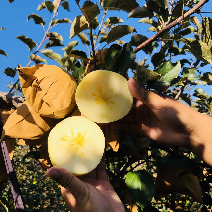 【金雪果】晚摘50天 透骨的清甜香脆 黄金苹果 5斤9颗装礼盒