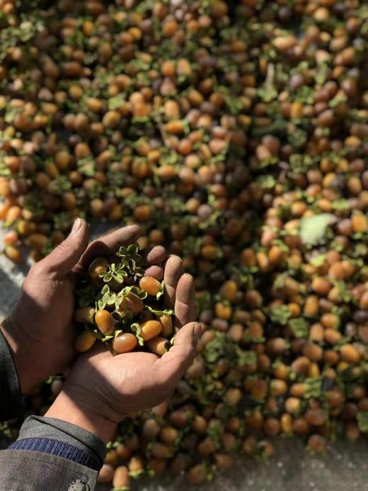 2025年长城野岭日晒自然风干  黑枣 商品图2