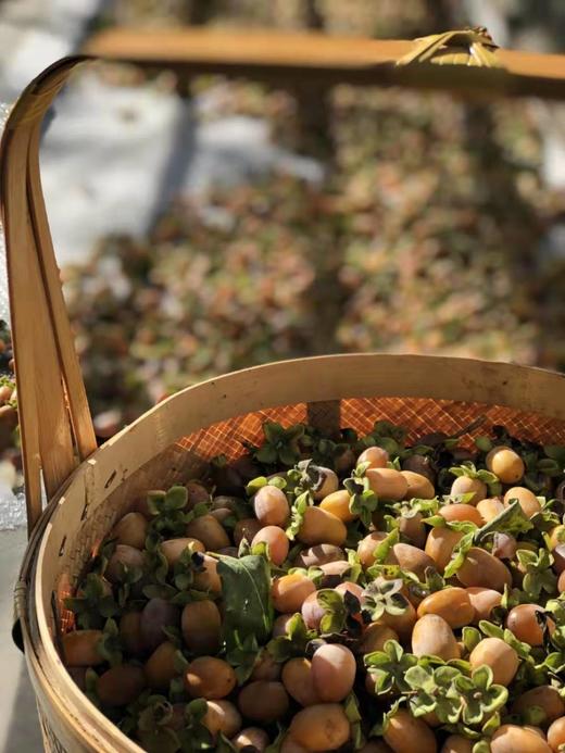 2025年长城野岭日晒自然风干  黑枣 商品图3