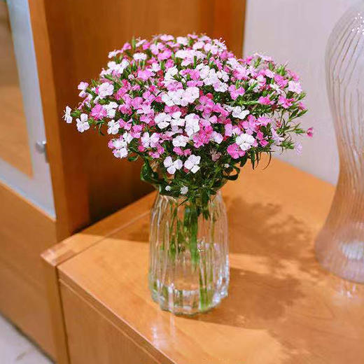 【周四秒杀】多头相思梅一把39.8元 商品图2