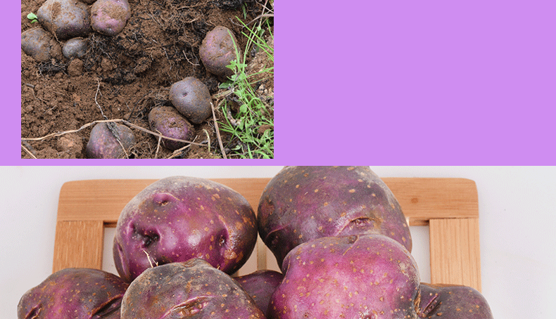 四川大凉山特产七彩土豆高山迷你小乌洋芋5斤装