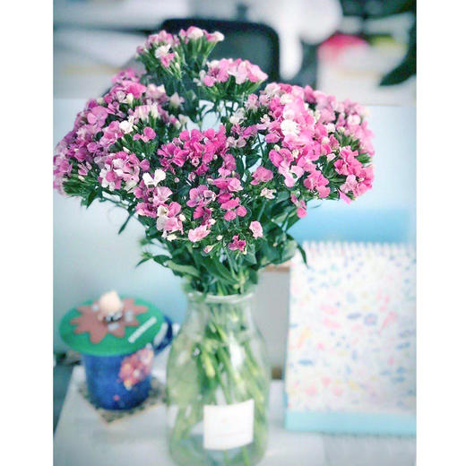 【周四秒杀】多头相思梅一把39.8元 商品图1